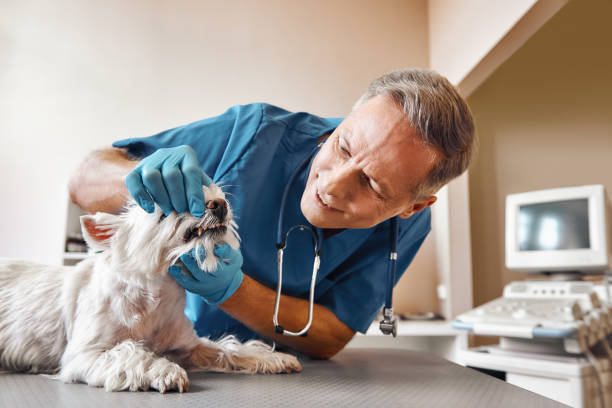 Best Pediatric Emergency Dentist in Forestbrook, SC